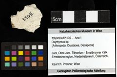 Foto (Objekt + Etiketten) von Oxythyreus sp. 